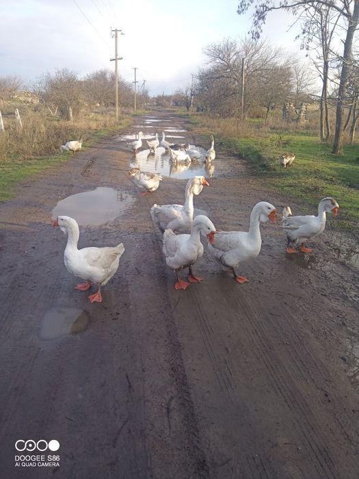 Продам гусей Холмогори