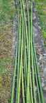 Canas de Bambu Verdes e Secas
