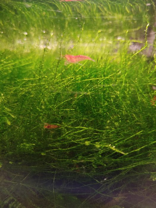 Krewetki jak na zdjęciu