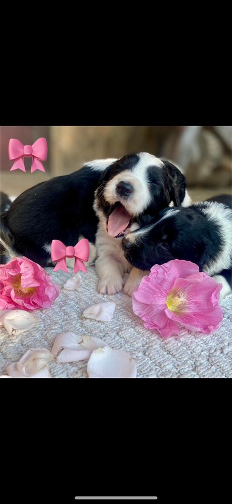 Border collie chłopiec  z rodowodem