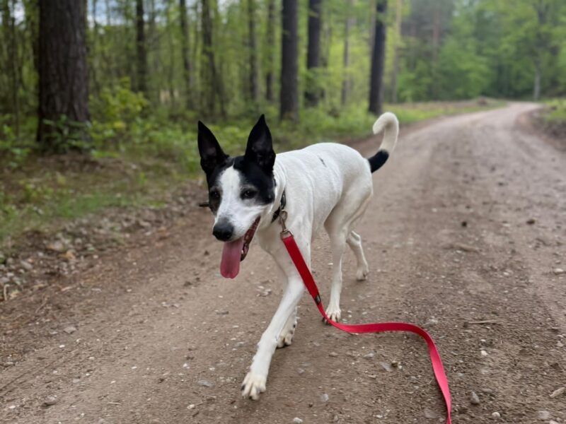 Łaciata Fina do adopcji