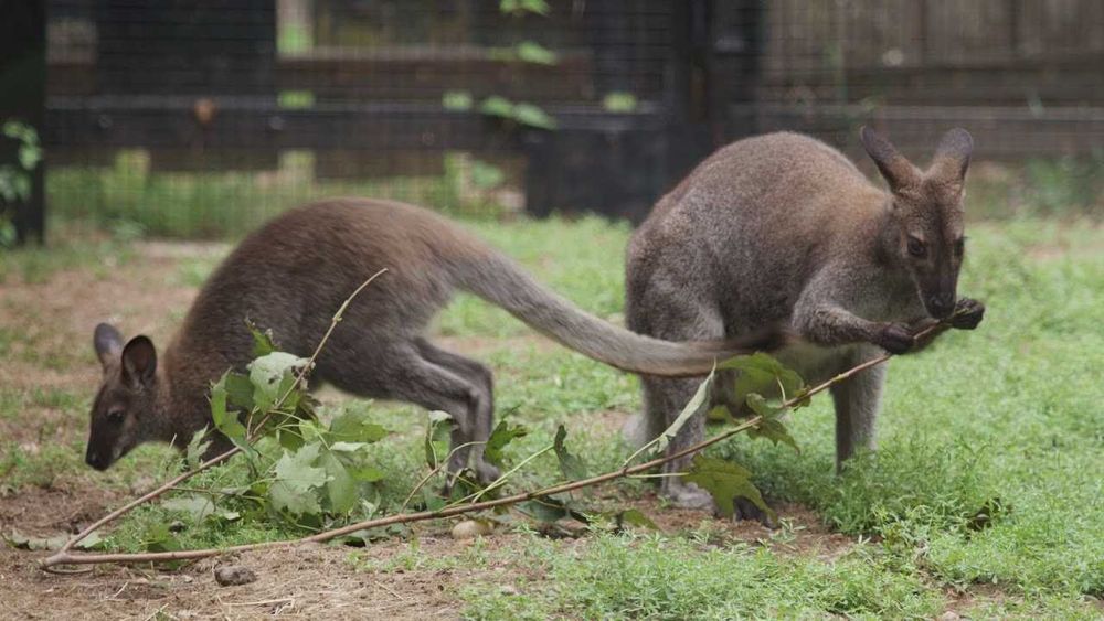 Kangur walabia Bennetta - młode 2025, prosto od polskiego hodowcy