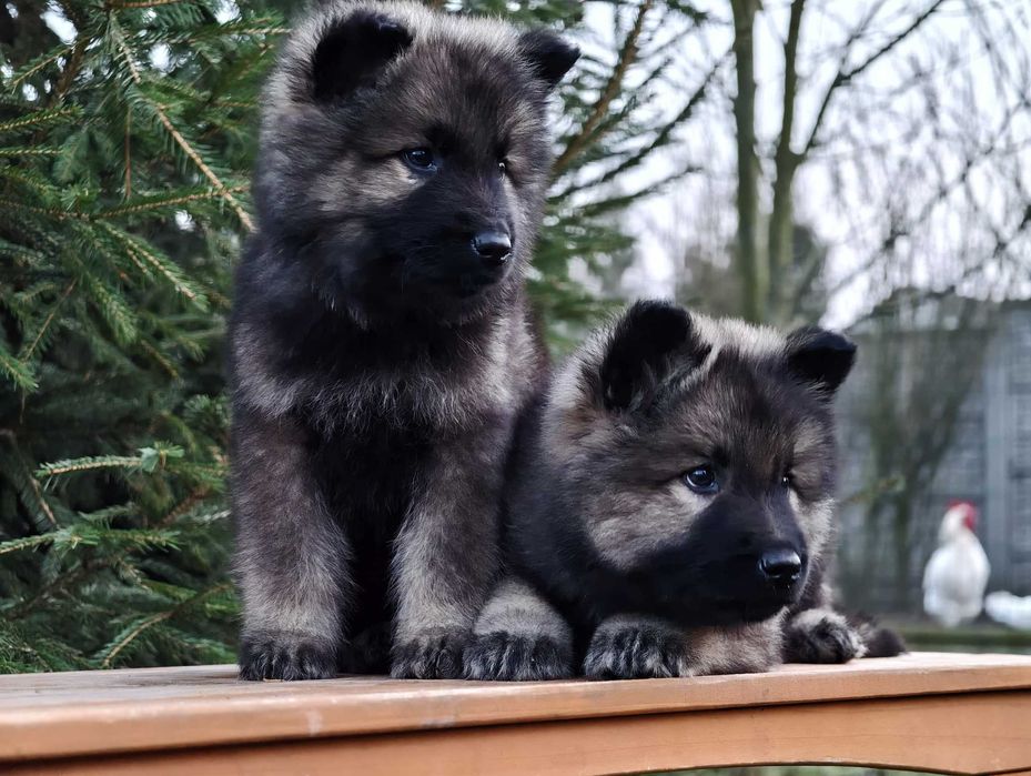 OWCZAREK STARONIEMIECKI Mocna Srebrna suczka! Gotowa do zmiany domu !