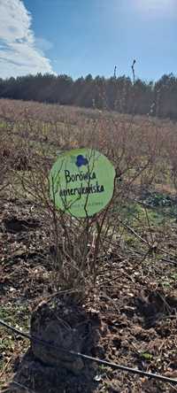 Borówka amerykańska - krzewy z plantacji, borówki amerykai