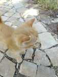 Gatinho para adopção