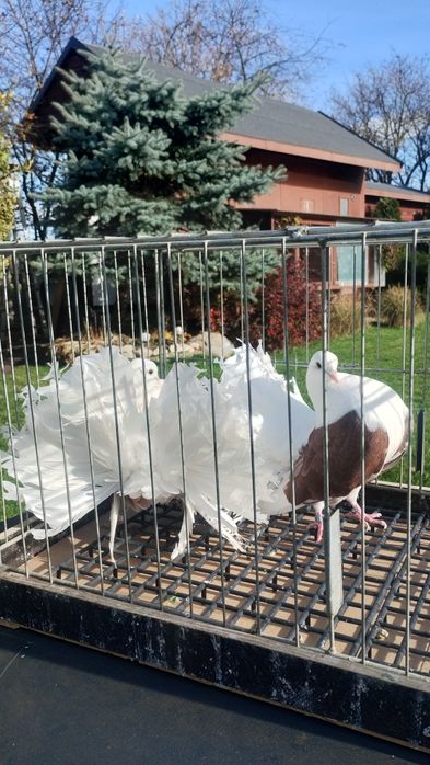 Pawiki gołębie ozdobne