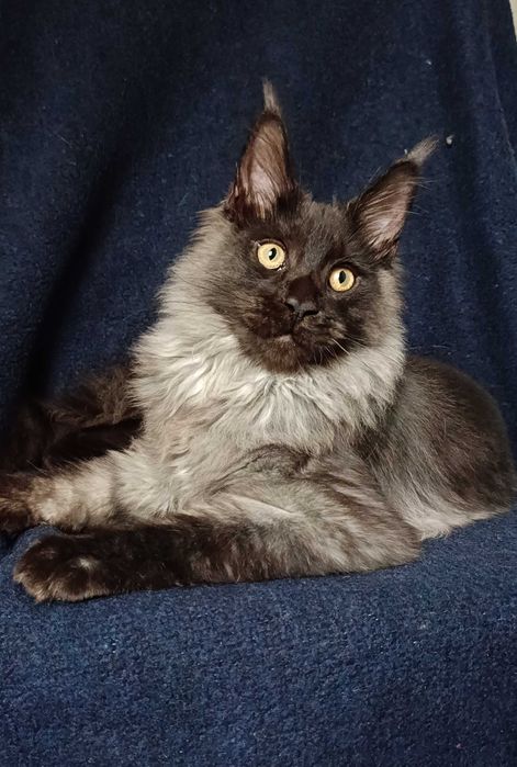 Котята мейн-кун 2 мальчика и девочка