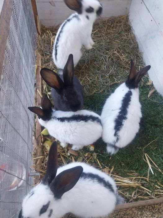 Sprzedam króliki srokacz niemiecki