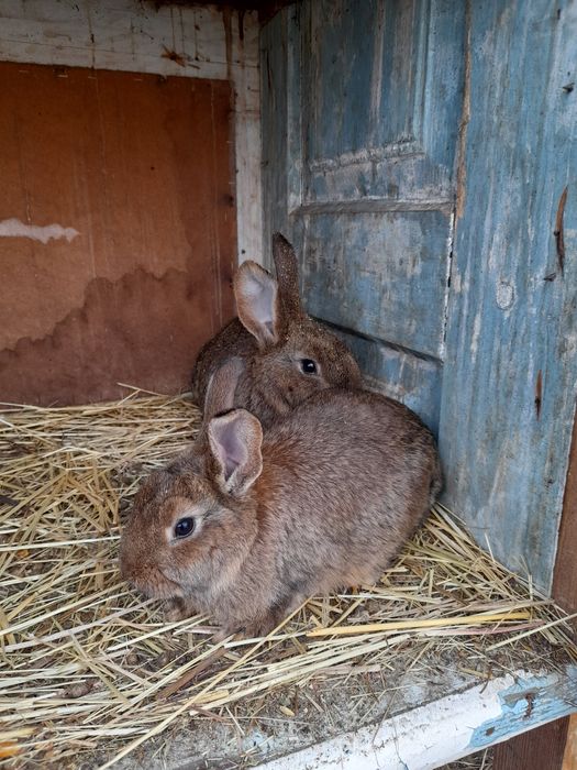 Продам кролів                        .