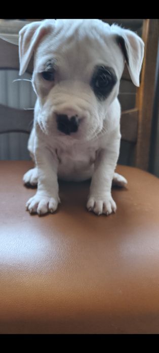 Amstaff szczeniak suczka