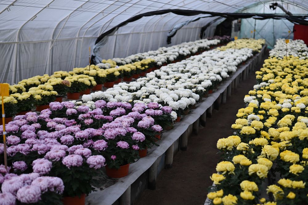 Chryzantemy wielkokwiatowe i drobnokwiatowe