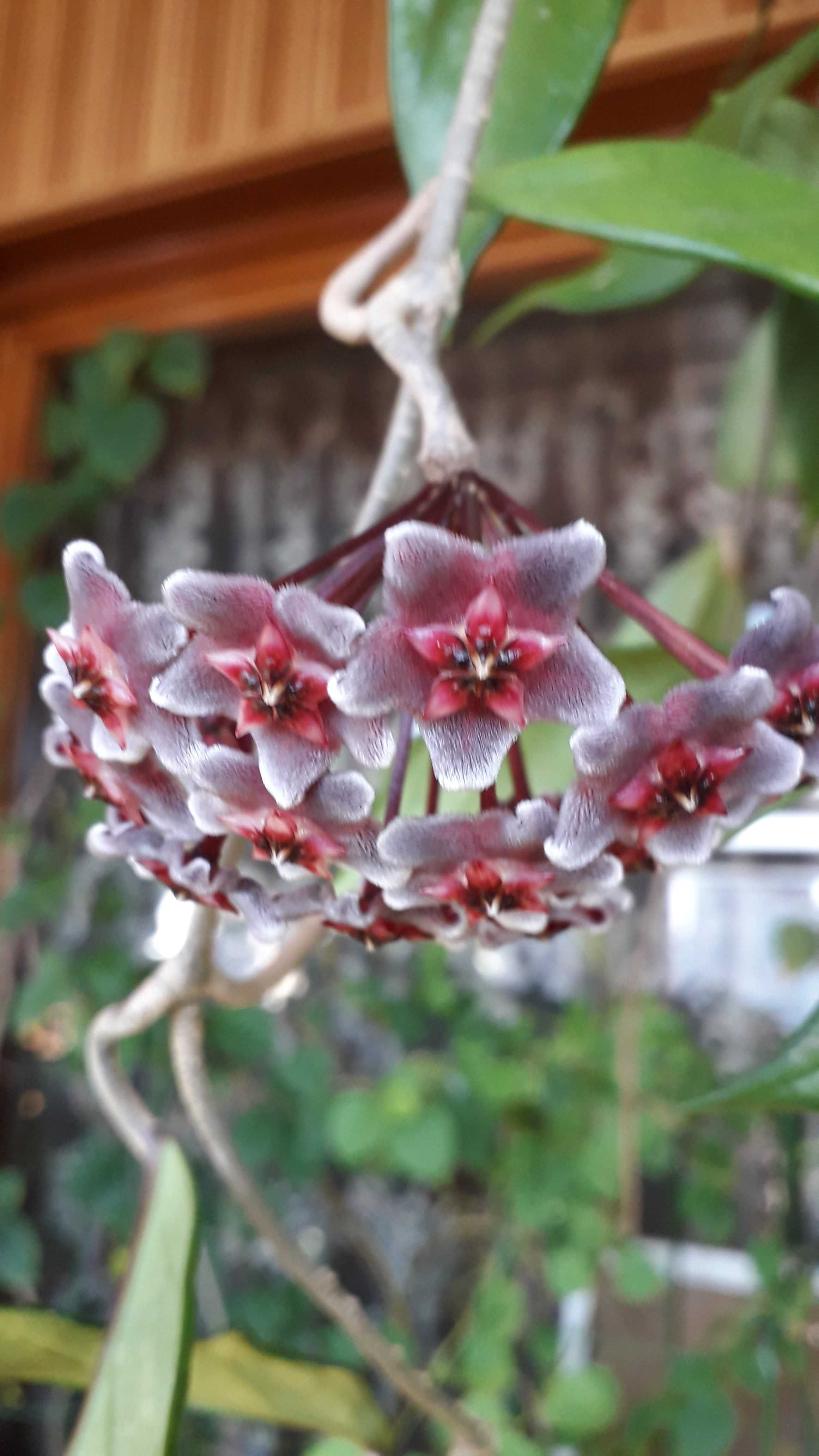 Hoya pubicalyx cv. Silver Pink (Хойя Пубикаликс сильвер пинк)