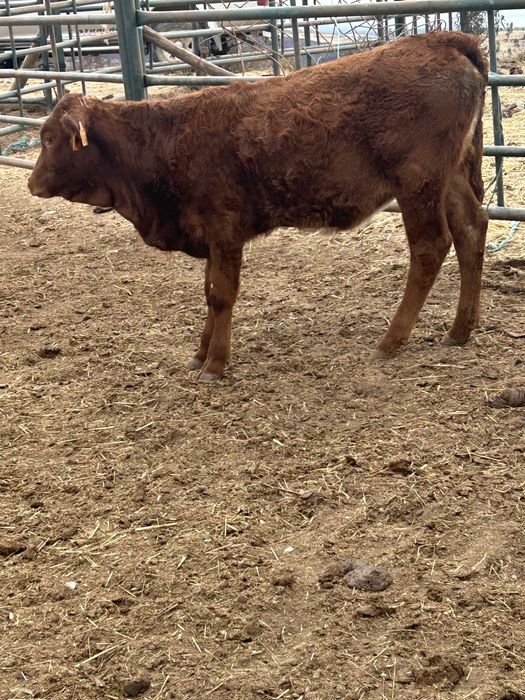 Lote 5 bezerras em modo producao biologico