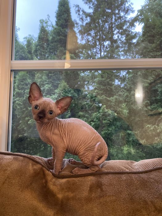 Кошенята сфінкси породісті