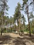 Участок 25 соток в соснах.
