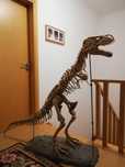 Esqueleto dinossauro T- Rex