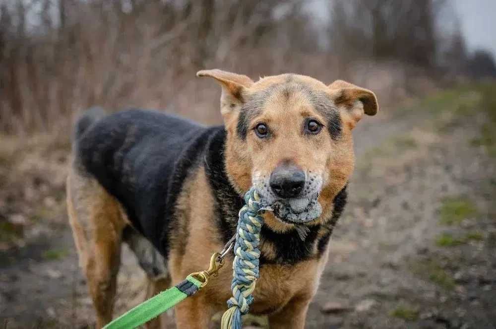 Odebrany interwencyjnie Kubuś czeka w schronisku na swojego człowieka