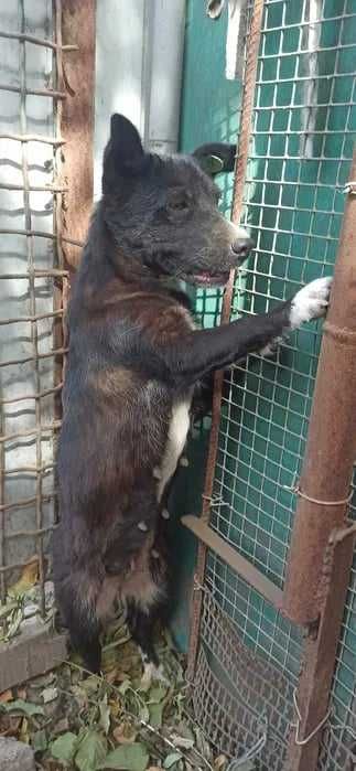 Porzucona bita przepędzana sunia ofiara wojny Pomóż adoptuj