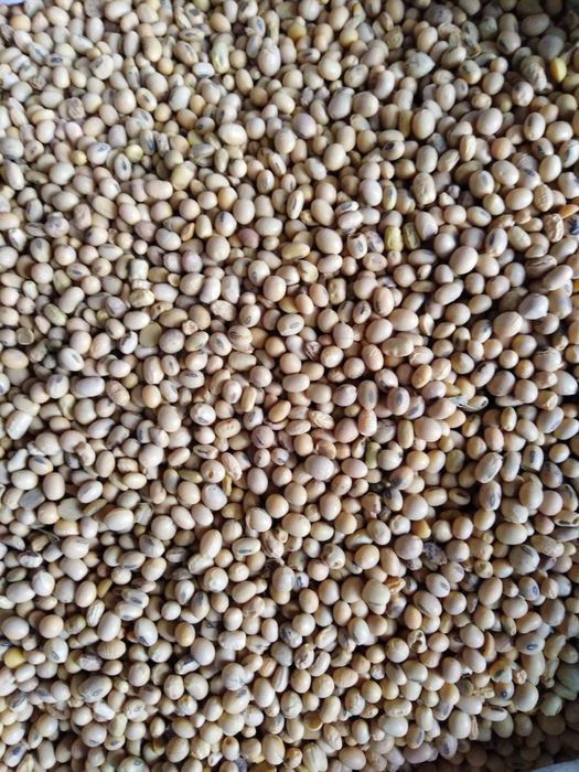 Соя пищевая сидерат кормовая