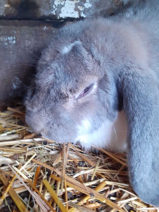 Sprzedam samicę b.f