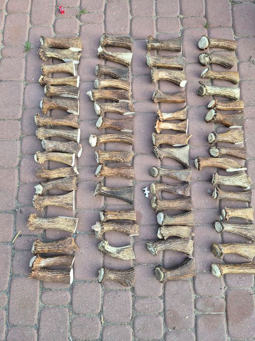 Poroze losia lita kość na rekojesc noża rogi