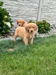 Golden retriever