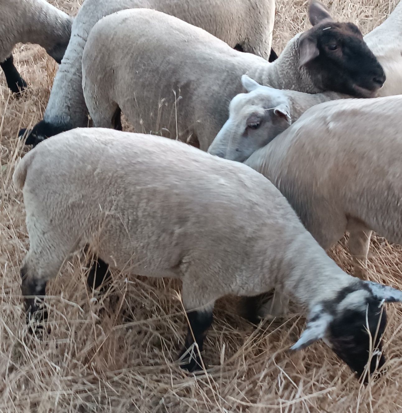 Borregas suffolk e texel