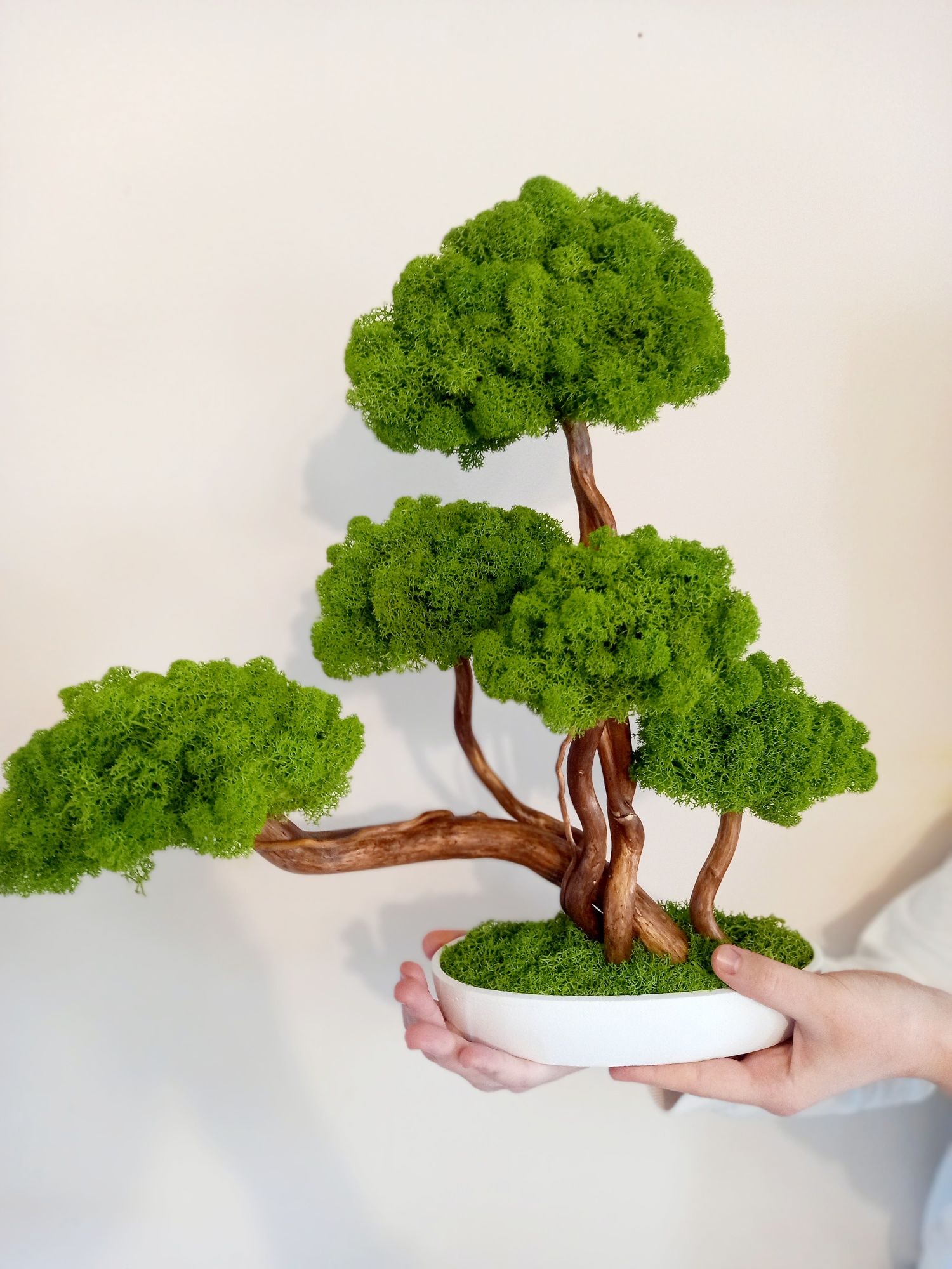 Drzewko bonsai z mchem chrobotkiem.Mech. Prezent. Dekoracje wnętrz.