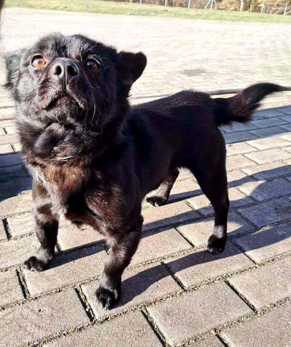 Mały sukces do adopcji!