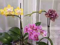 Орхідеї, набором відцвіташки