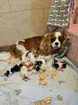 Cavalier king charles spaniel FCI ZKwP mamy maluszki