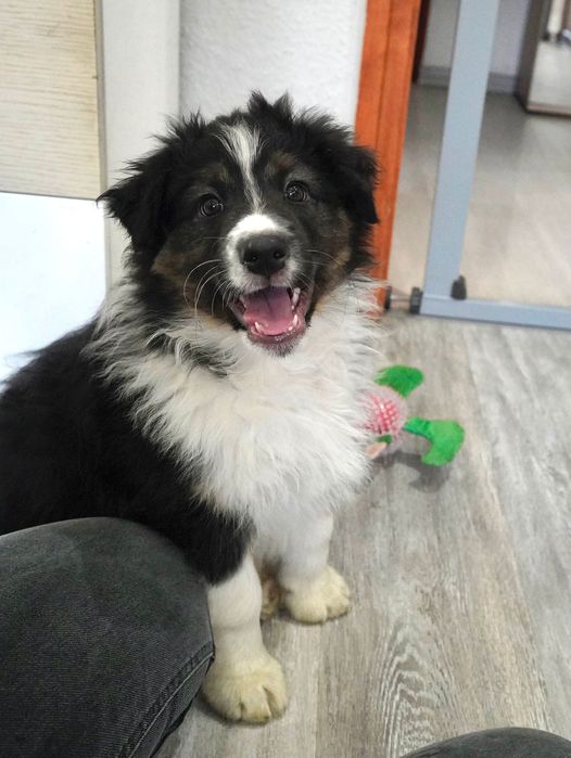 Owczarek australijski typ amerykański aussie szczeniak szczenięta FCI