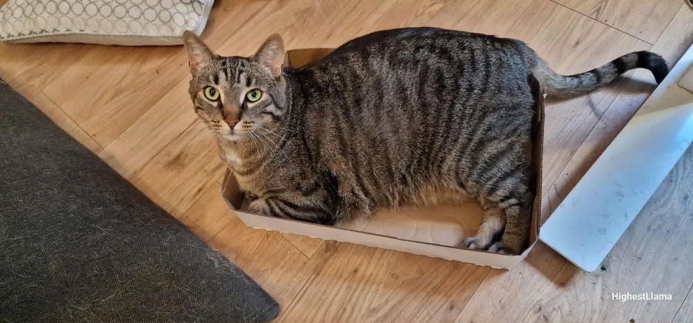 Spokojny dwupak do adopcji