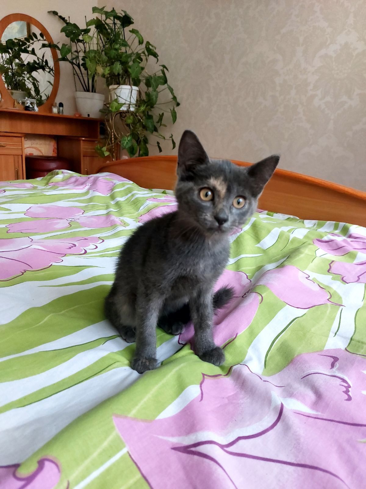 Маленькая котенок девочка пепельная черепашка ищет дом! Отдам в хороши