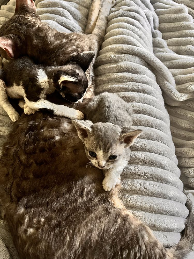 Prześmieszna kotka Devon Rex