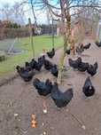 Jaja lęgowe australorp gren  shel