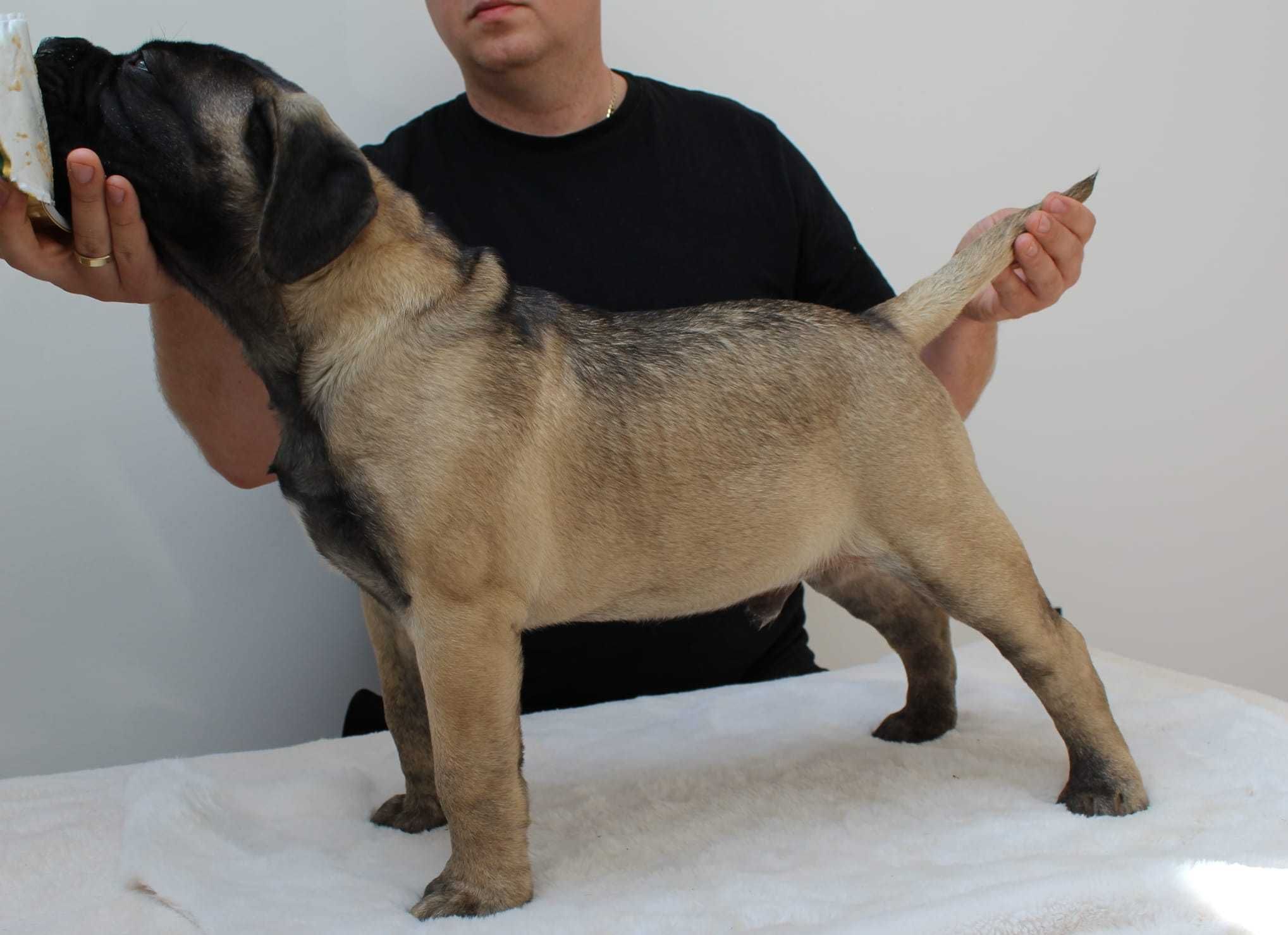 Bullmastiff piesek