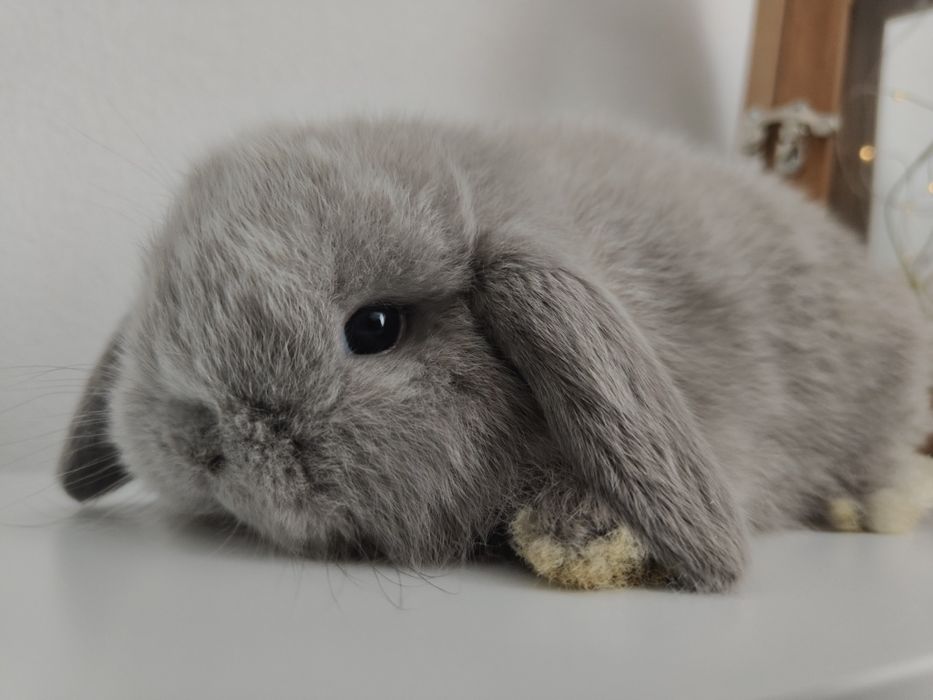 Mini Lop królik gotowe do odbioru