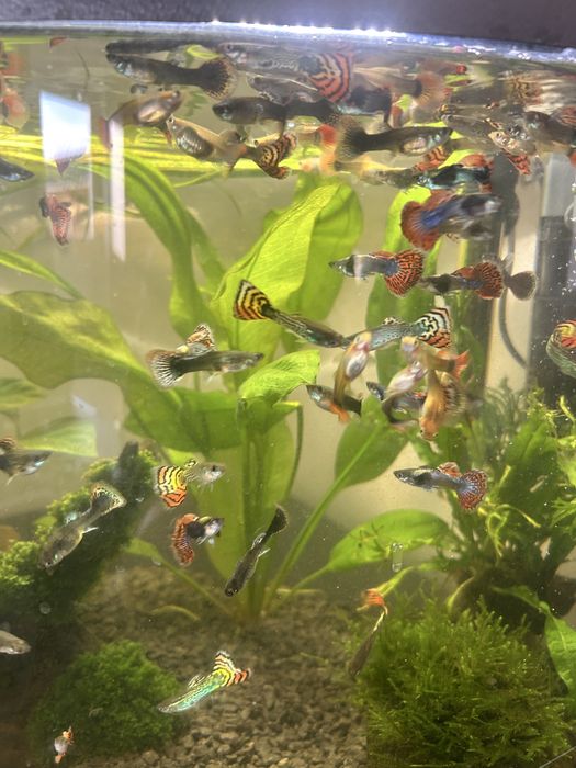 Akwarium 60l panorama - nowe - caly zestaw - 80 rybek wartości 600 zł