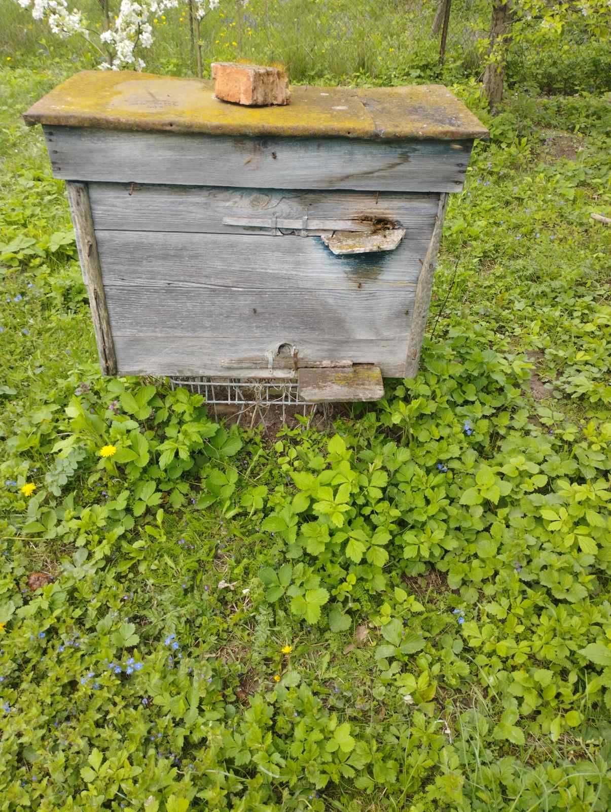 Продаю вулики разом із бджолами