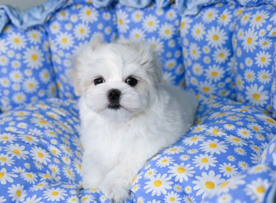 Maltańczyk mini miniaturka waga 1,5lg do 1,8 kg