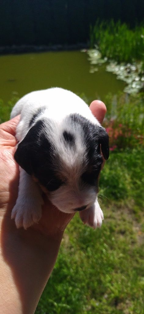 Parson Russell Terrier