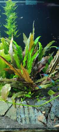 Cyprocoryne wendti kryptokoryna roślina do akwarium