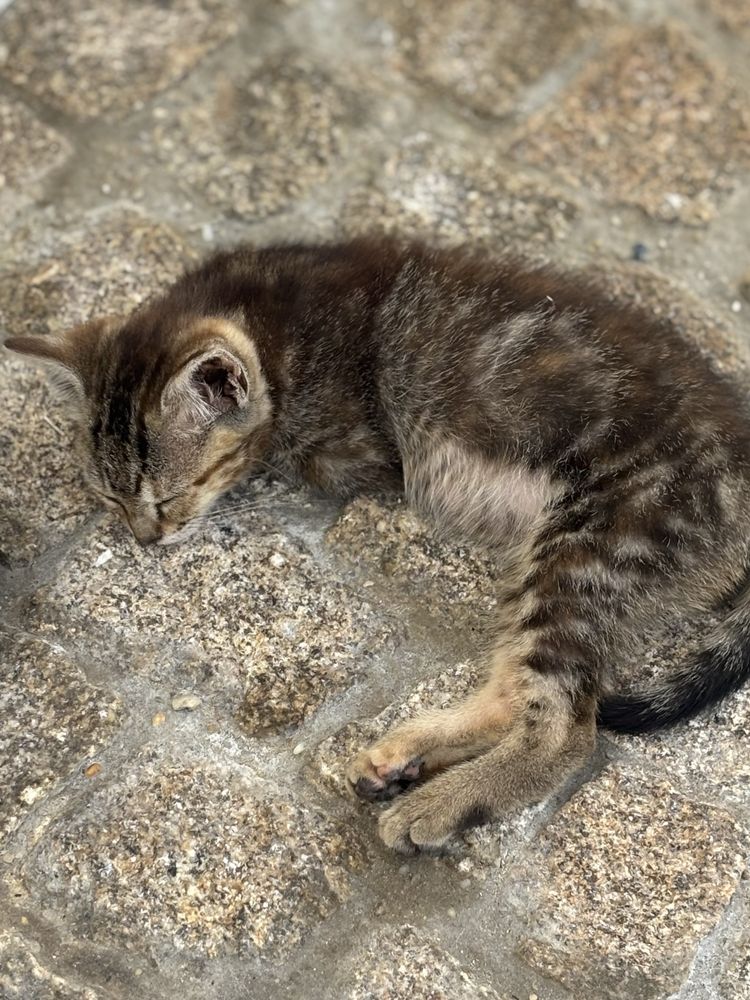 Gatinho bebé para adoção