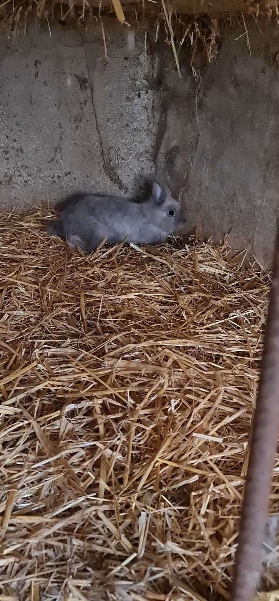 Coelhos de estimação