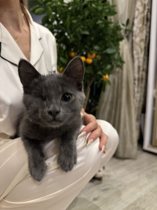 Милый и умный КОТЁНОК