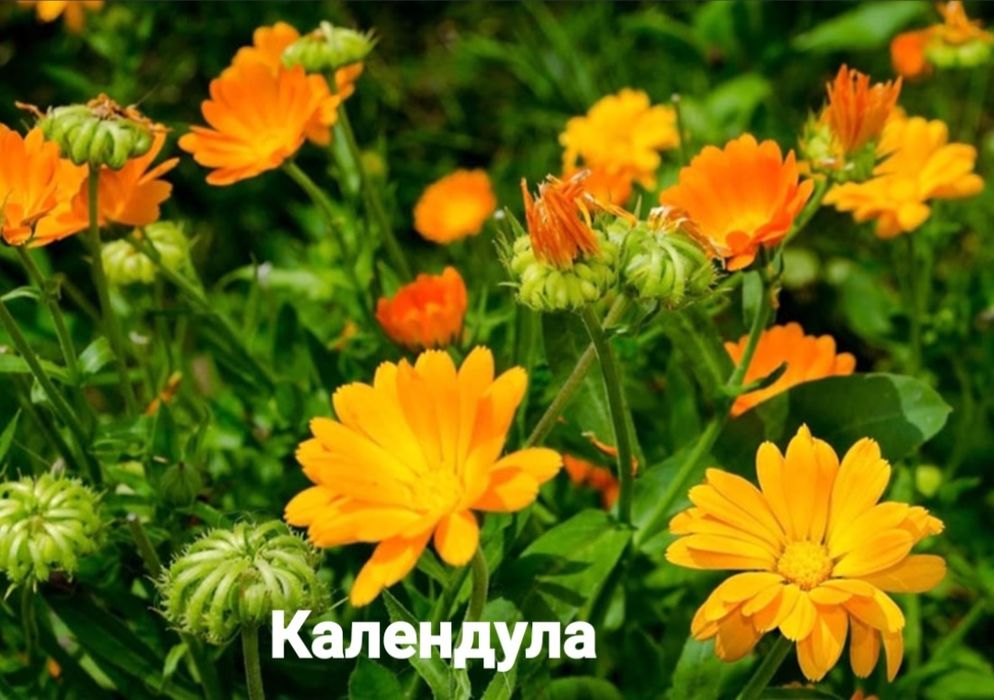 Набір насіння однорічних квітів