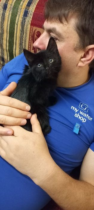 Отдам даром в добрые руки черного котенка