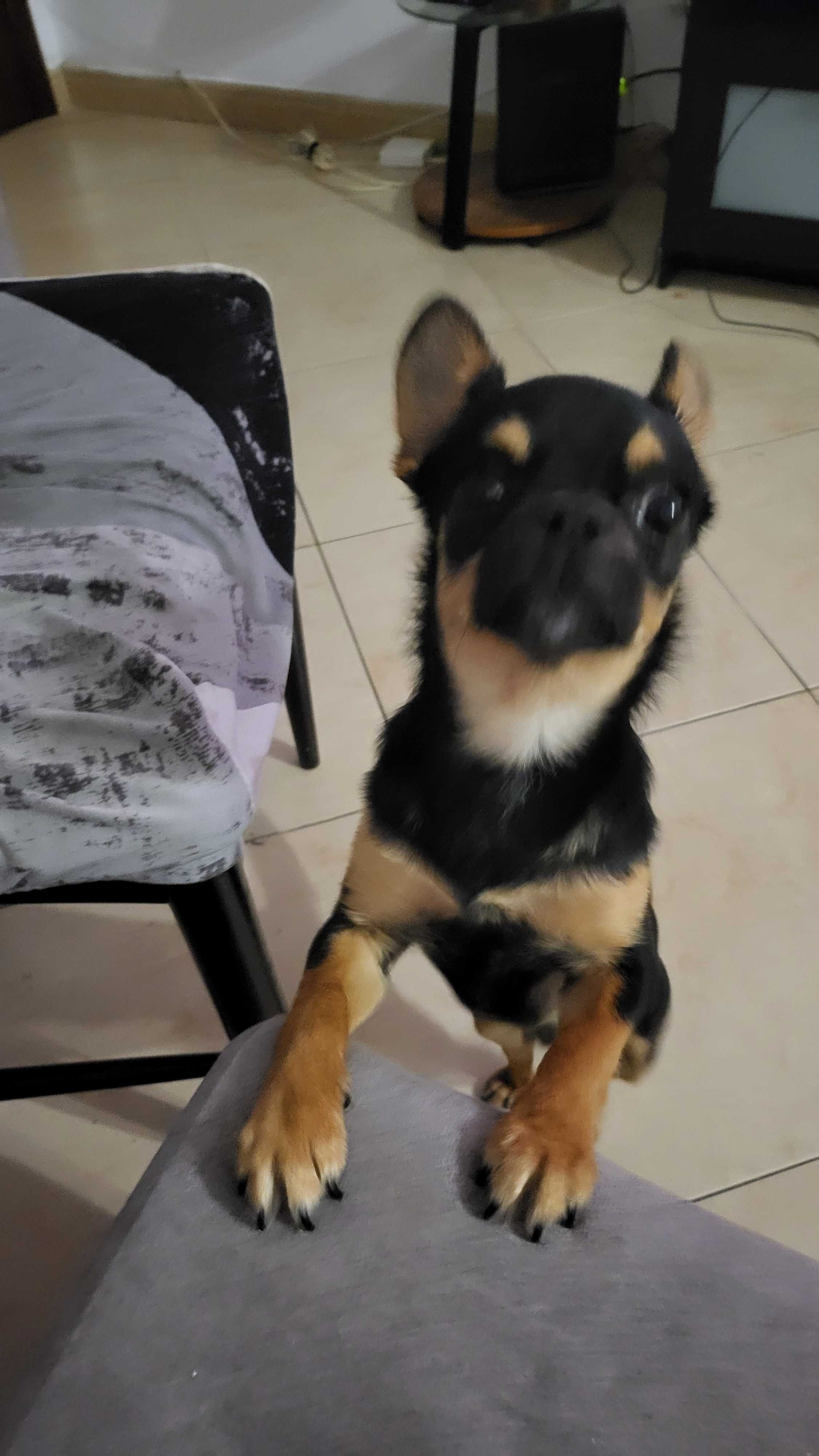 Chihuahua preto exótico