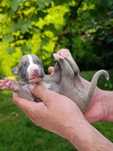 Chart angielski whippet